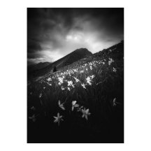 Weiße Narzissen Blume in Dunkelheit