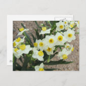 Weiße Narzissen Blume Postkarte (Vorne/Hinten)