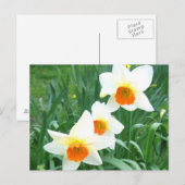 Weiße Narzissen - Postkarte (Vorne/Hinten)