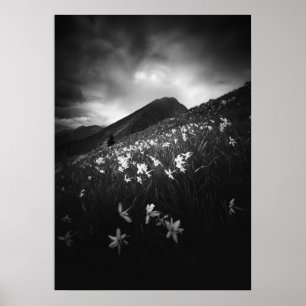 Weiße Narzissenblüten in der Dunkelheit Poster
