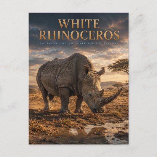 Weiße Nashorn-Savanne-TIERE Postkarte (Vorderseite)