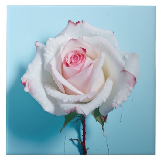 Weiße nasse Rose auf türkisblauem Hintergrund Fliese (Vorderseite)