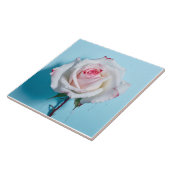 Weiße nasse Rose auf türkisblauem Hintergrund Fliese (Seite)