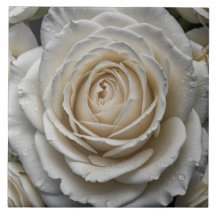Weiße nasse Rose nahes Design