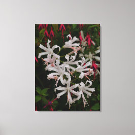 Weiße Nerine-Blumen Leinwanddruck
