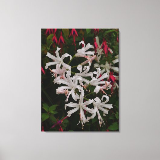 Weiße Nerine-Blumen Leinwanddruck (Vorderseite)