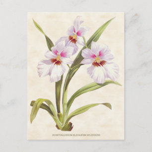 Weiße Odontoglossum-Orchidee Vintage-Botanik Postkarte