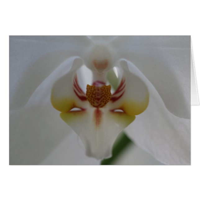 Weiße Orchidee (Vorderseite (Horizontal))