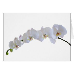 Weiße Orchidee