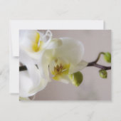 Weiße Orchidee • Antwortkarte zur Hochzeit Einladung (Rückseite)