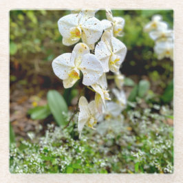 Weiße Orchidee Glasuntersetzer