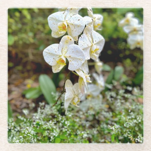 Weiße Orchidee Glasuntersetzer (Vorderseite)