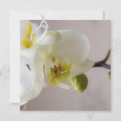 Weiße Orchidee • Hochzeits-Einladung Einladung (Rückseite)