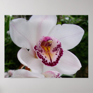 Weiße Orchidee I Schöne tropische Blume Poster