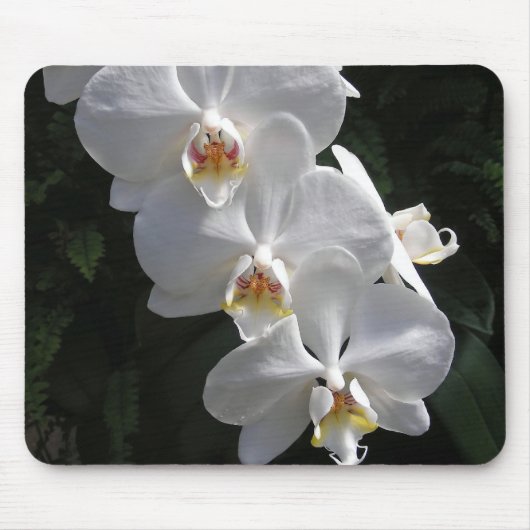 Weiße Orchidee Mousepad (Vorne)