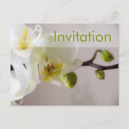 Weiße Orchidee Party Einladung Postkarte (Vorderseite)
