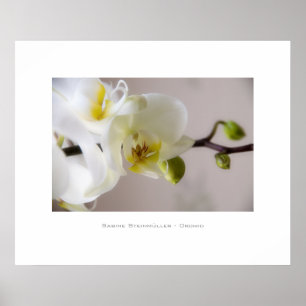 Weiße Orchidee • Plakat