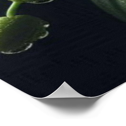 Weiße Orchidee Poster (Ecke)