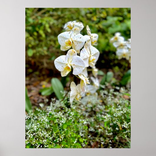 Weiße Orchidee Poster (Vorne)