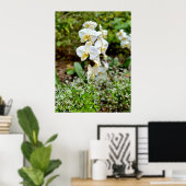 Weiße Orchidee Poster (Heimbüro)