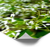 Weiße Orchidee Poster (Ecke)