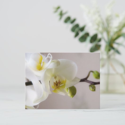 Weiße Orchidee Postkarte (Stehend Vorderseite)