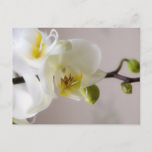 Weiße Orchidee Postkarte (Vorderseite)