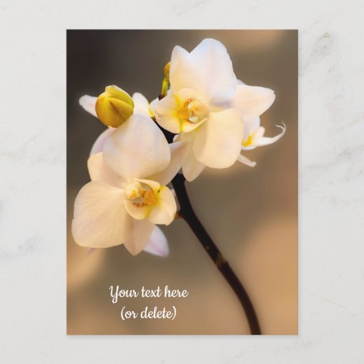 Weiße Orchidee Postkarte (Vorderseite)