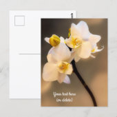 Weiße Orchidee Postkarte (Vorne/Hinten)
