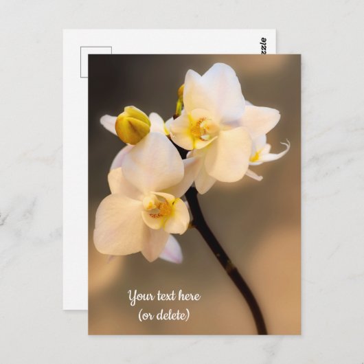 Weiße Orchidee Postkarte (Vorne/Hinten)