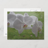 Weiße Orchidee Postkarte (Vorne/Hinten)