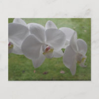 Weiße Orchidee Postkarte