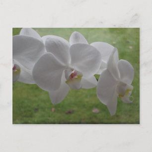 Weiße Orchidee Postkarte