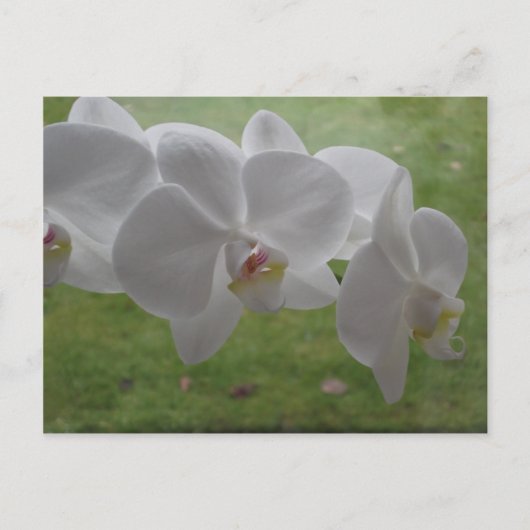 Weiße Orchidee Postkarte (Vorderseite)