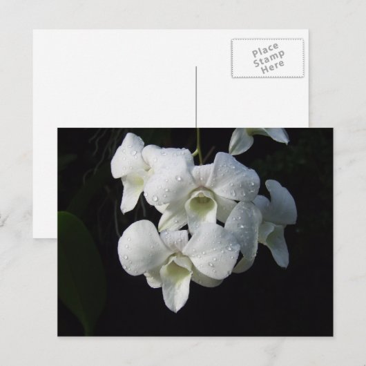 Weiße Orchidee Postkarte (Vorne/Hinten)