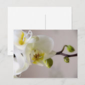 Weiße Orchidee Postkarte (Vorne/Hinten)
