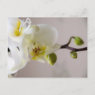Weiße Orchidee Postkarte