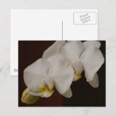Weiße Orchidee Postkarte (Vorne/Hinten)