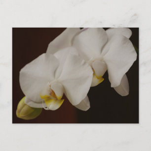 Weiße Orchidee Postkarte