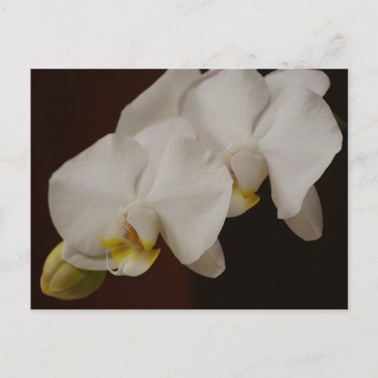 Weiße Orchidee Postkarte (Vorderseite)
