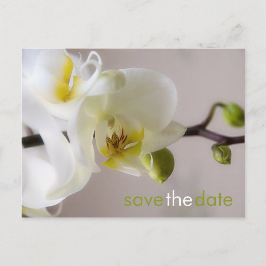 Weiße Orchidee Save the Date Postkarte (Vorderseite)