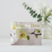 Weiße Orchidee Save the Date Postkarte (Stehend Vorderseite)
