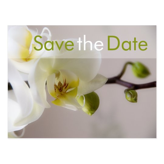 Weiße Orchidee • Save-the-Date-Postkarte Postkarte