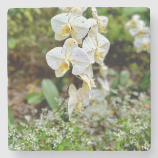 Weiße Orchidee Steinuntersetzer