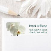 Weiße Orchideen (Insitu)