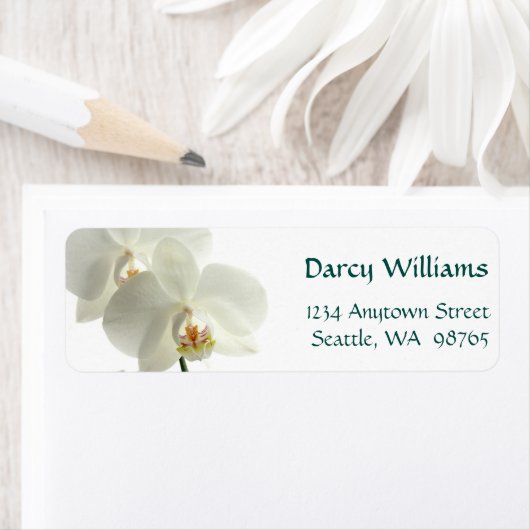 Weiße Orchideen (Insitu)