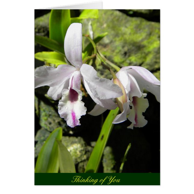 Weiße Orchideen (Vorne)