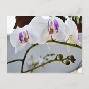 Weiße Orchideen auf einem Weinberg Postkarte