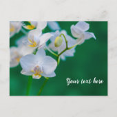 Weiße Orchideen auf Grün Postkarte (Vorderseite)