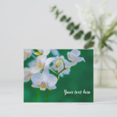 Weiße Orchideen auf Grün Postkarte (Stehend Vorderseite)